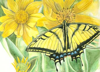 butterfly_1