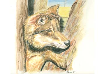 wolf