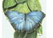 butterfly_2